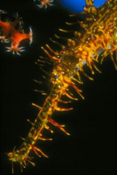 Ornate ghost pipefish (Solenostomus paradoxus)  This imag... by Ethan Daniels 